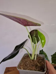 Alocasia 'Green Unicorn'