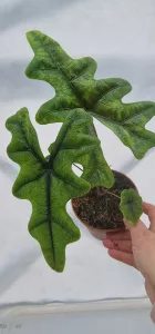 Alocasia Jacklyn