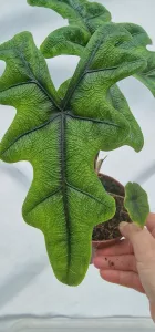 Alocasia Jacklyn