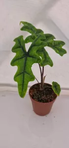 Alocasia Jacklyn