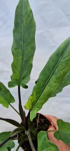 Alocasia lauterbachiana variegated