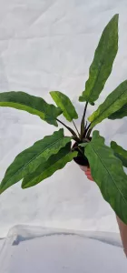 Alocasia lauterbachiana variegated