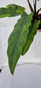 Alocasia lauterbachiana variegated