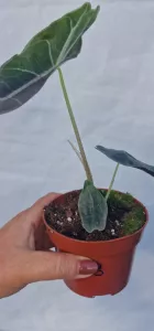 Alocasia longiloba purple