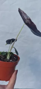 Alocasia longiloba purple