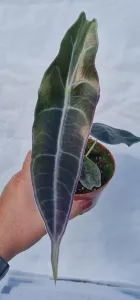 Alocasia longiloba purple