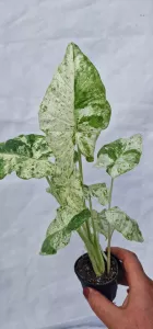 Alocasia macrorrhiza splash