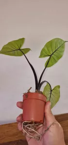 Alocasia macrorrhizos 'Black Stem'