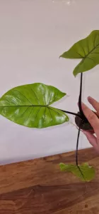 Alocasia macrorrhizos 'Black Stem'