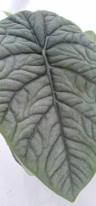 Alocasia Melo