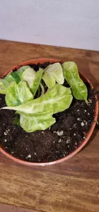 Alocasia Polly Aurea Variegata