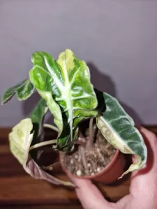 Alocasia 'Polly Yellow Variegata'