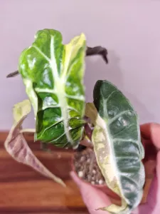 Alocasia 'Polly Yellow Variegata'
