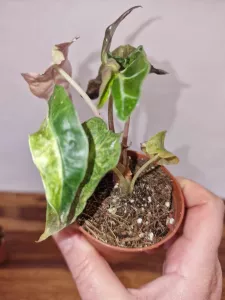 Alocasia 'Polly Yellow Variegata'