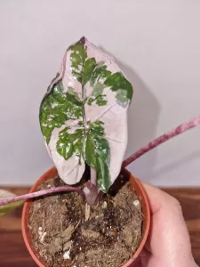 Alocasia 'Serendipity Variegata'