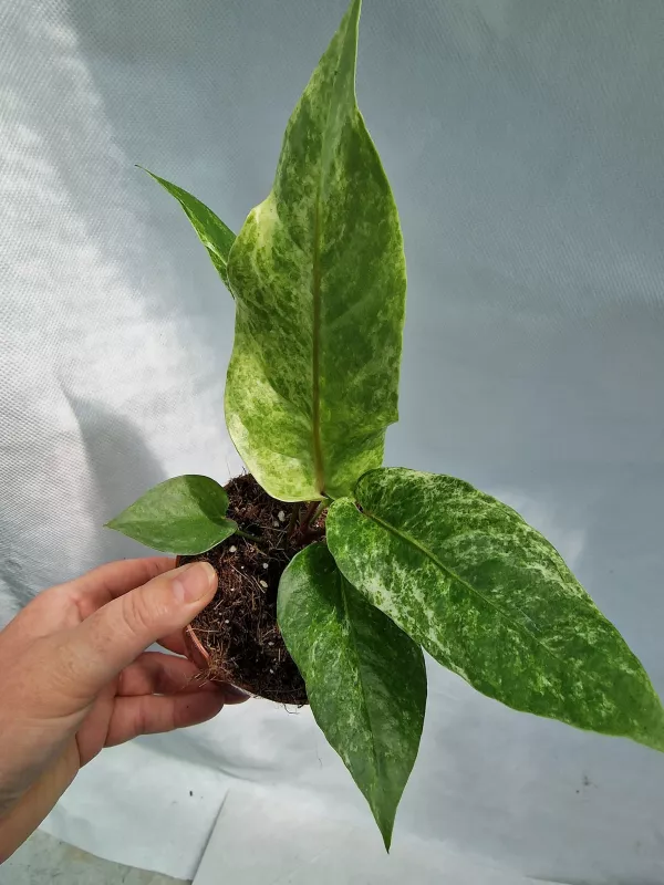 Anthurium Bonplandii variegated