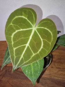 Anthurium clarinervium