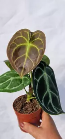 Anthurium Crystallinum