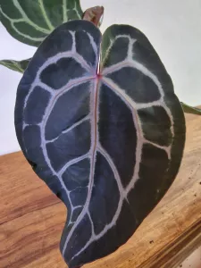 Anthurium 'Docblock Michelle'