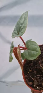 Anthurium Luxurians