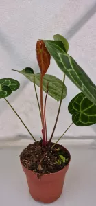 Anthurium Magnificum X Crystalinum