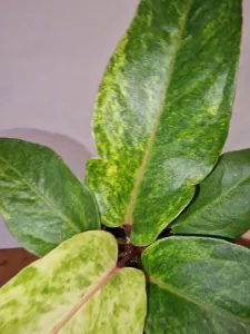 Anthurium 'Renaissance Variegata'