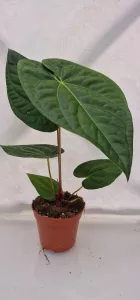 Anthurium Regale x Luxurians