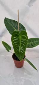 Anthurium Veitchii 