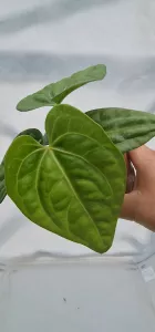 Anthurium Villenaorum x Luxurians