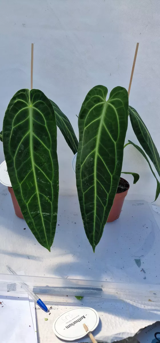 Anthurium warocqueanum