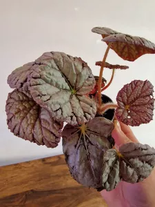 Begonia CHAYO