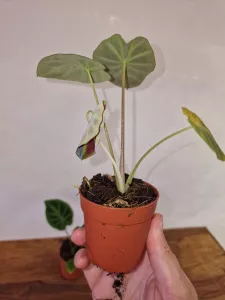 Colocasia affinis 'Jenningsii'