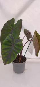 Colocasia Redemption