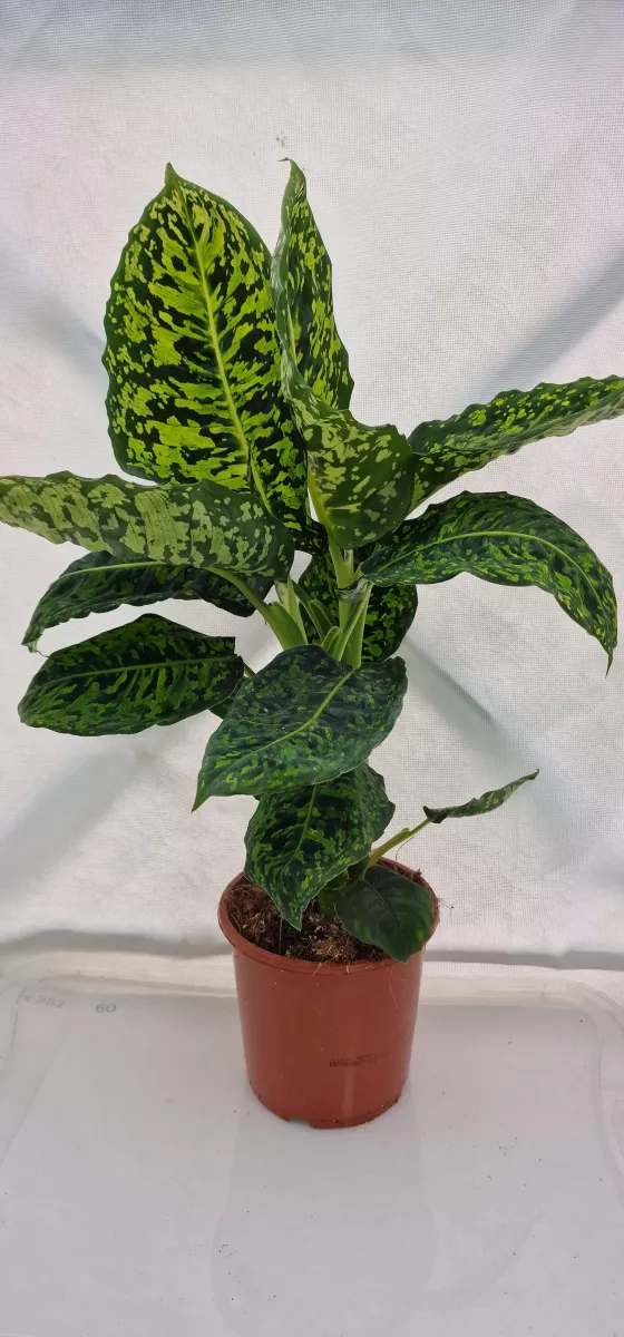 Dieffenbachia Reflector