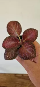 Episcia Malayan