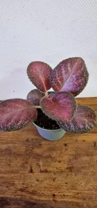 Episcia Malayan