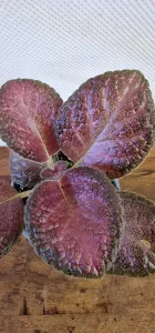 Episcia Malayan
