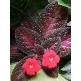 Episcia Malayan