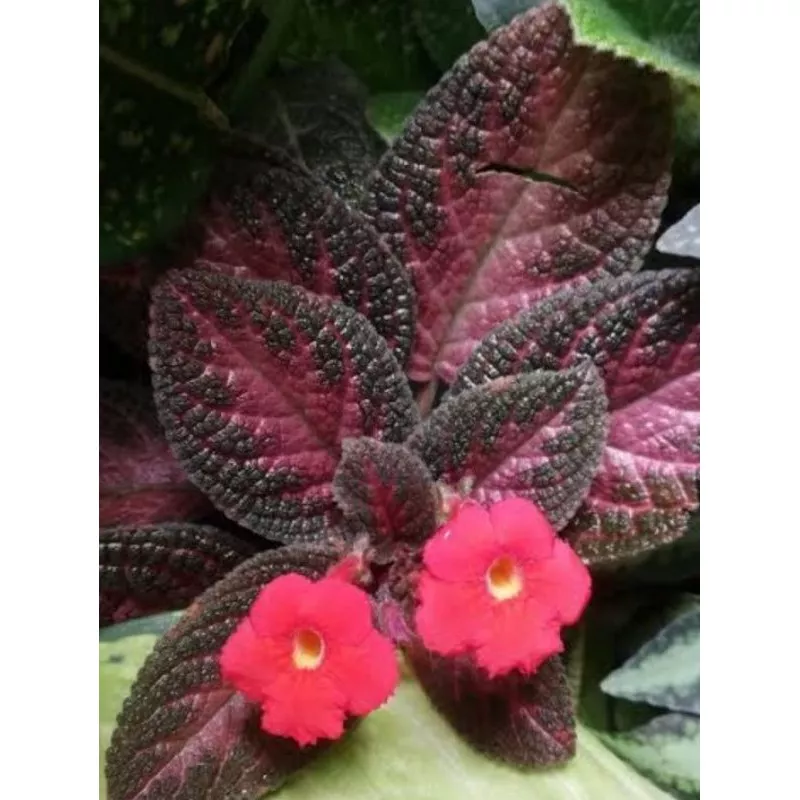 Episcia Malayan