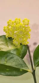 Hoya amicabilis