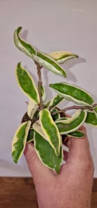 Hoya carnosa Suzi Q