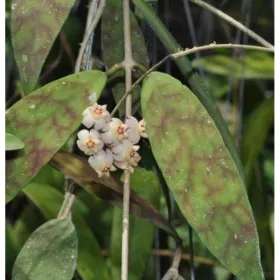 Hoya Scortechinii White