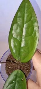 Hoya sp. Sulawesi 3