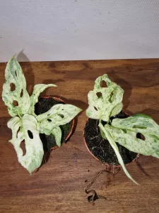 Monstera Frozen Fleckles