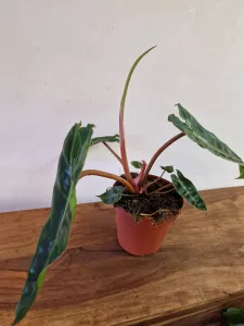 Philodendron billietiae