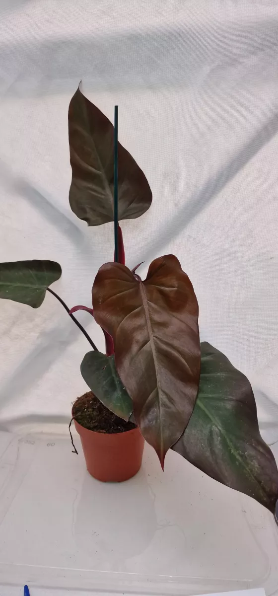 Philodendron Dark Lord