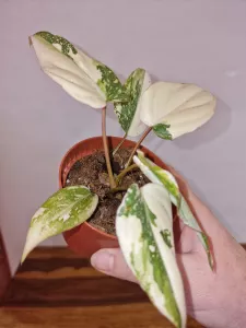 Philodendron gloriosum 'Tricolor'