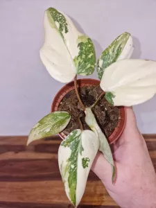 Philodendron gloriosum 'Tricolor'