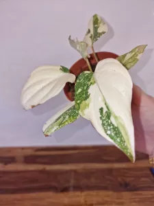 Philodendron gloriosum 'Tricolor'