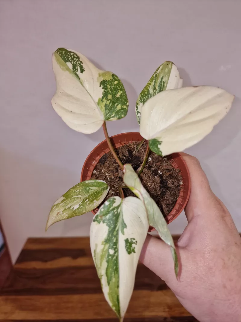 Philodendron gloriosum 'Tricolor'